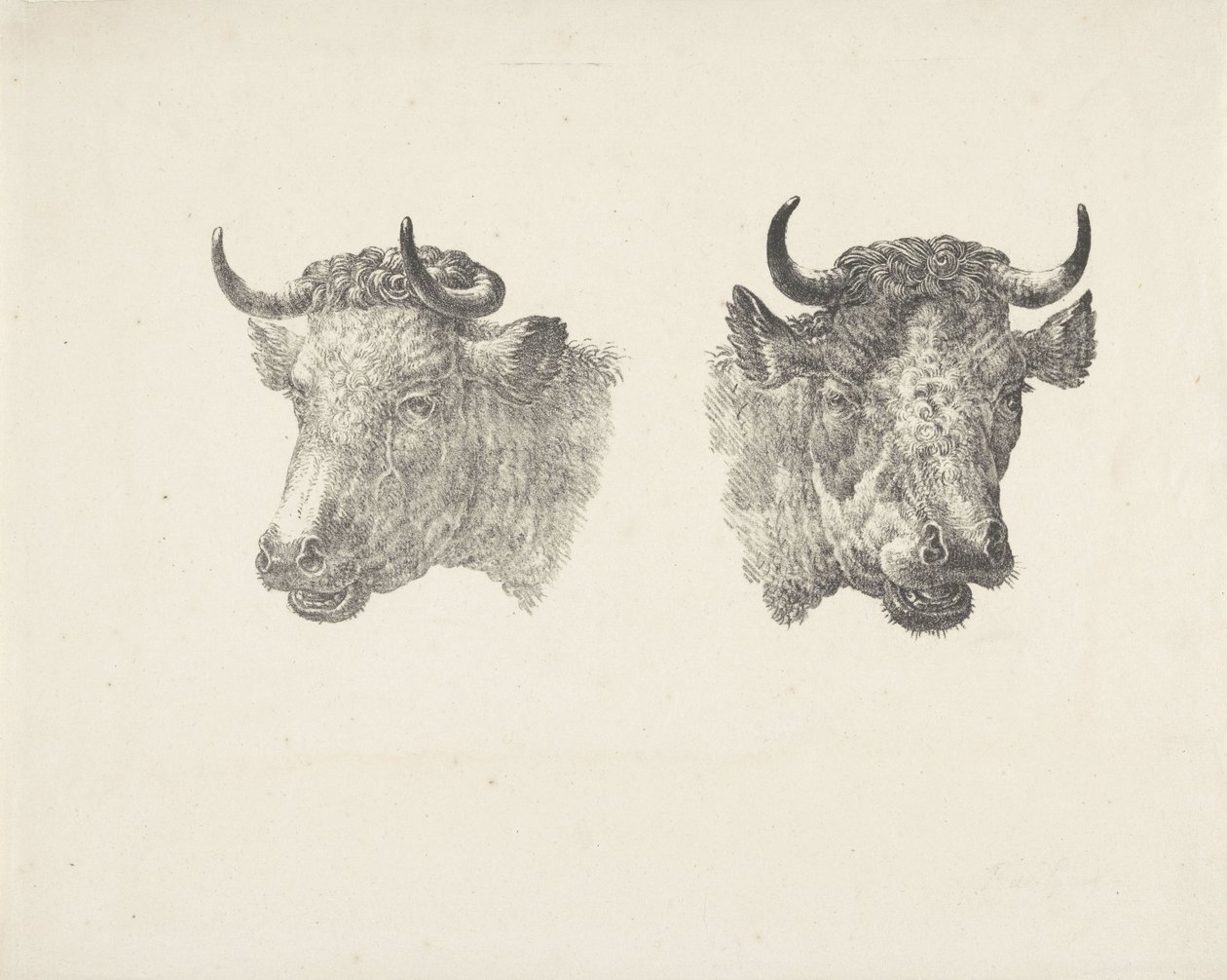iki boğa başı by Pieter Bartholomeusz. Barbiers