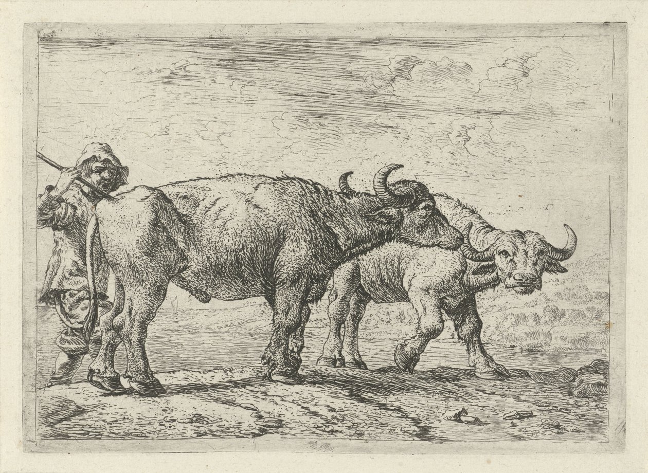 İki bufalo ve bir çoban Farklı hayvanlar (dizi başlığı) by Pieter Bodding van Laer