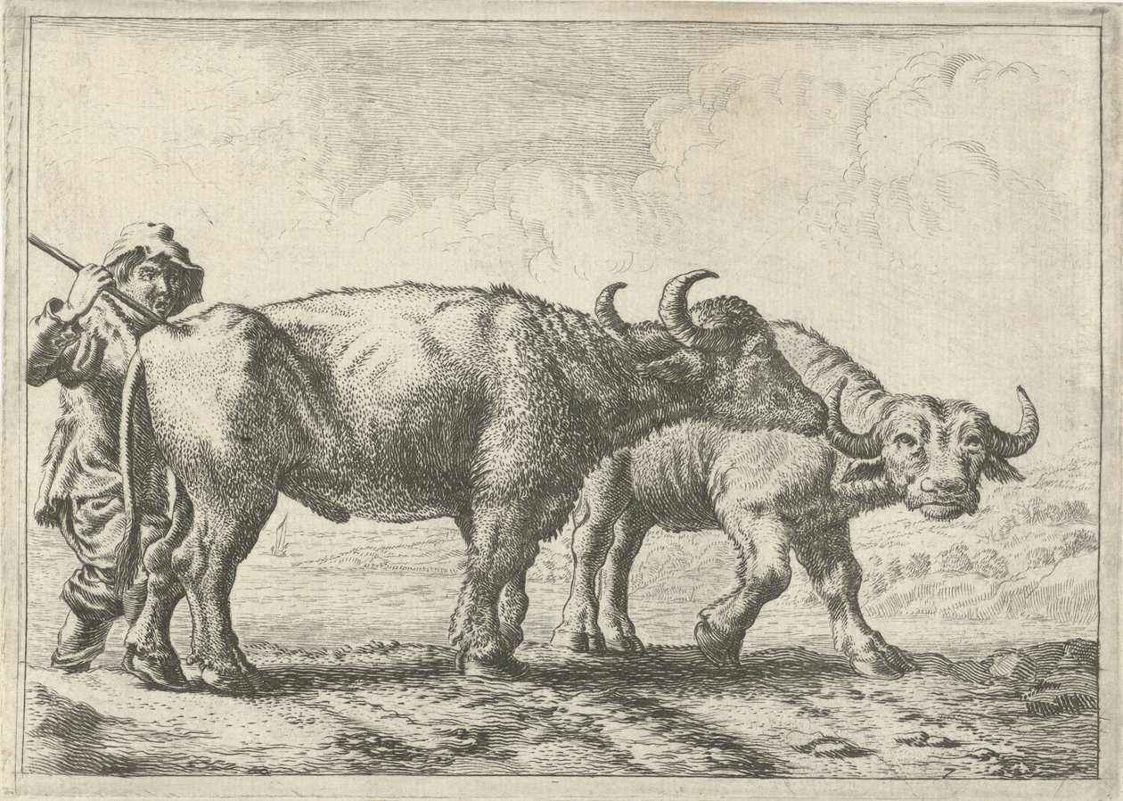 İki bufalo ve bir çoban Farklı hayvanlar (dizi başlığı) by Pieter Bodding van Laer