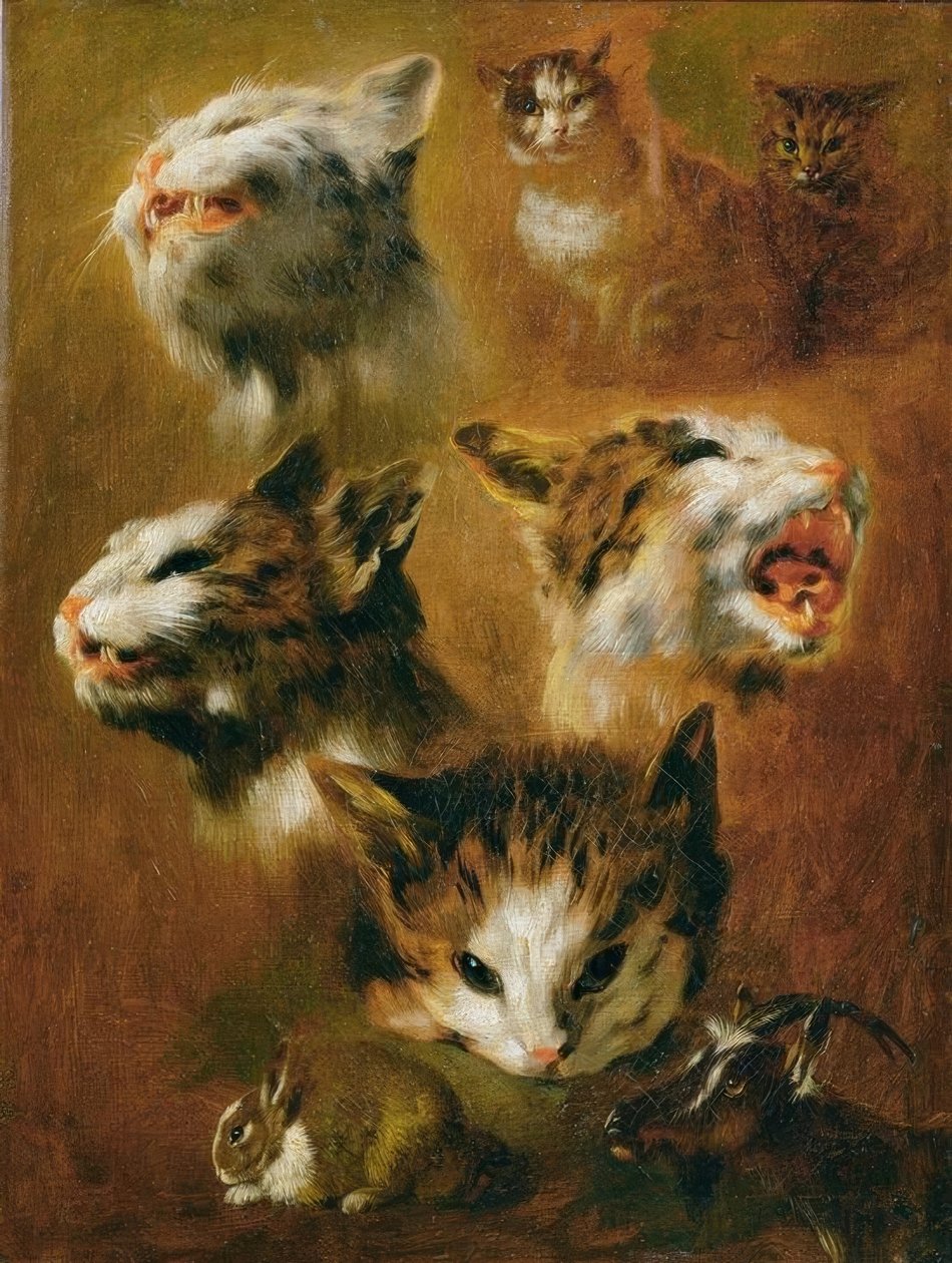 Hayvan çalışmaları: kediler, tavşanlar ve keçiler by Pieter or Peter Boel