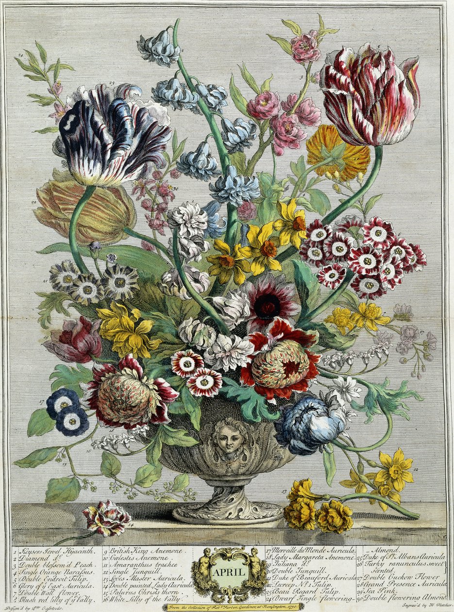 Nisan, "On İki Ay Çiçek"ten, 1730 by Pieter Casteels