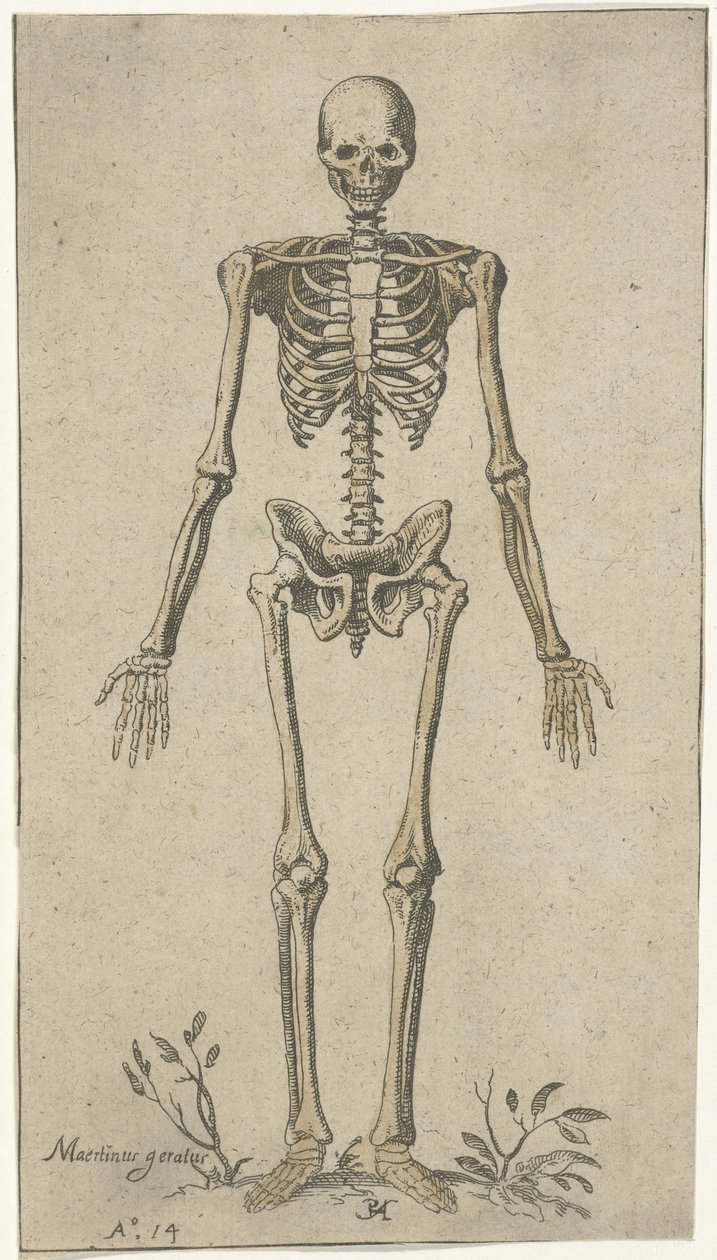 Önden görülen erkek iskeleti Anatomik çalışmalar (dizi adı) by Pieter Feddes van Harlingen