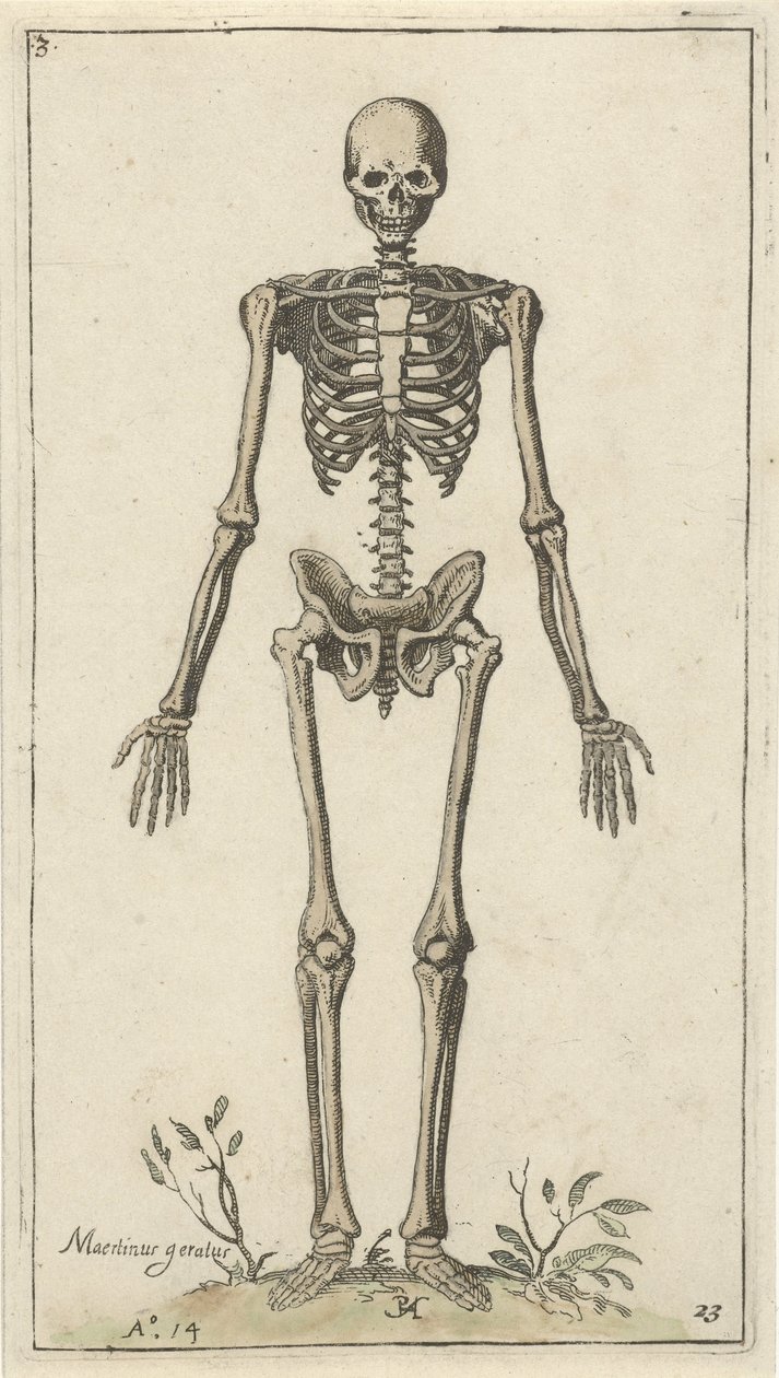 Önden görülen erkek iskeleti Anatomik çalışmalar (dizi adı) by Pieter Feddes van Harlingen