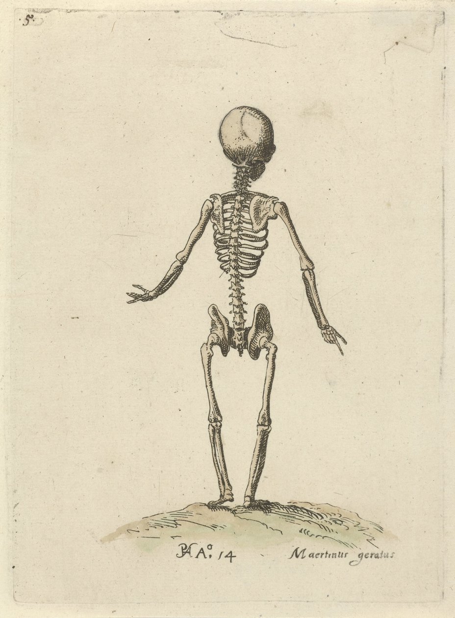 Arkadan görülen iskelet Anatomik çalışmalar (dizi adı) by Pieter Feddes van Harlingen