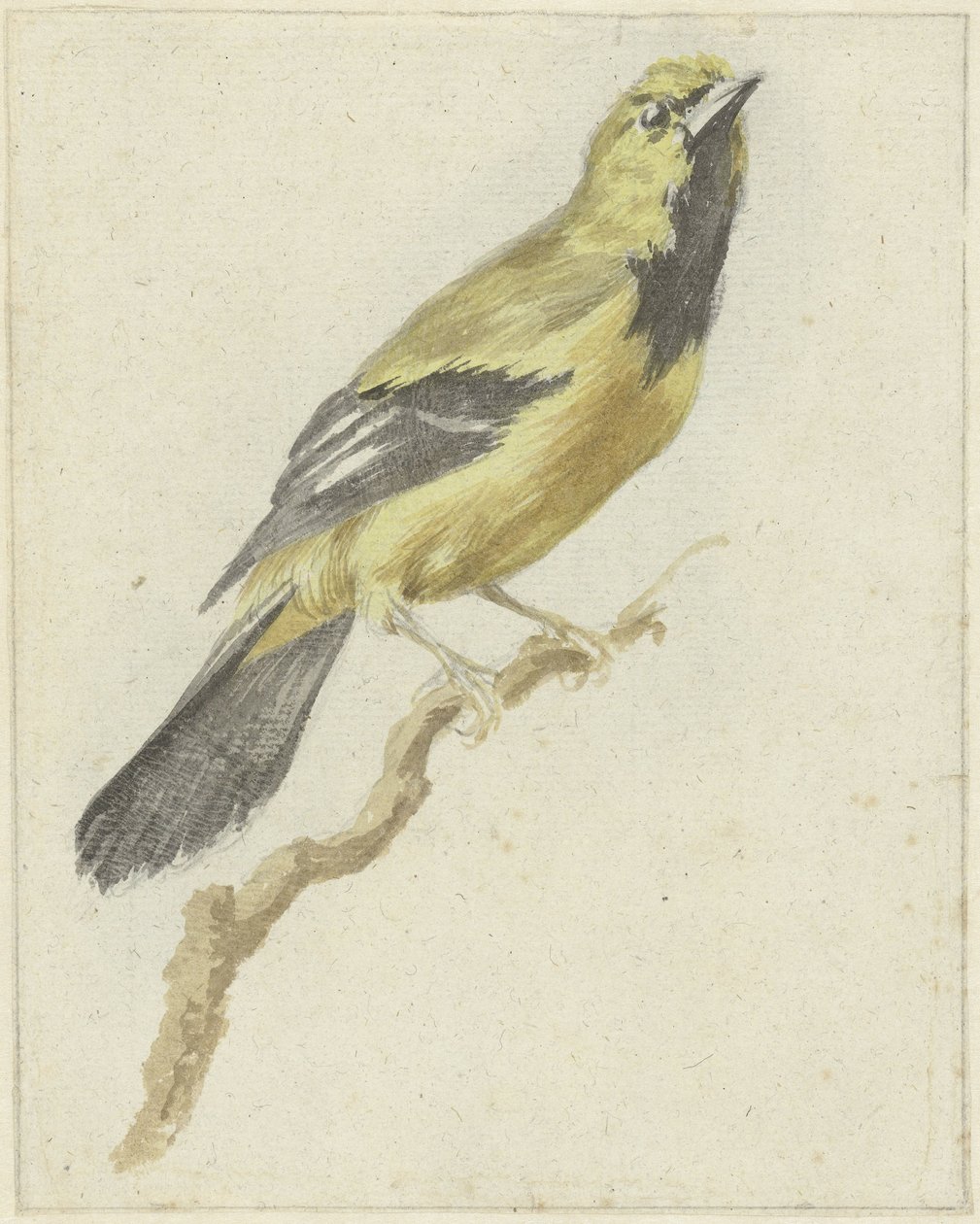 Sarı Sarımsak (Icterus nigrogularis) by Pieter Gevers