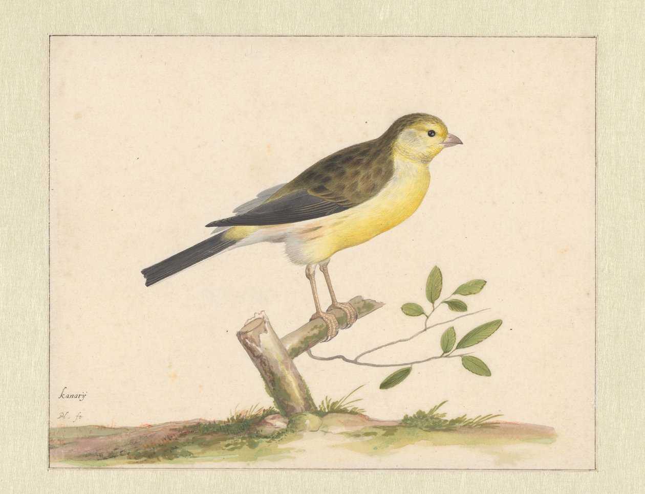 vahşi kanarya by Pieter Holsteyn (I)