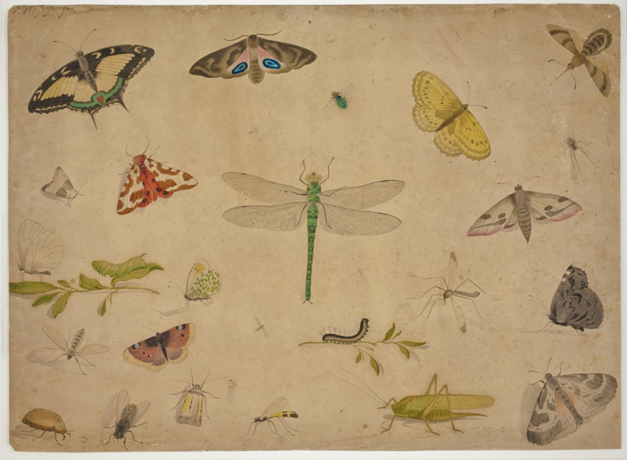 26 böcek by Pieter I Holsteijn
