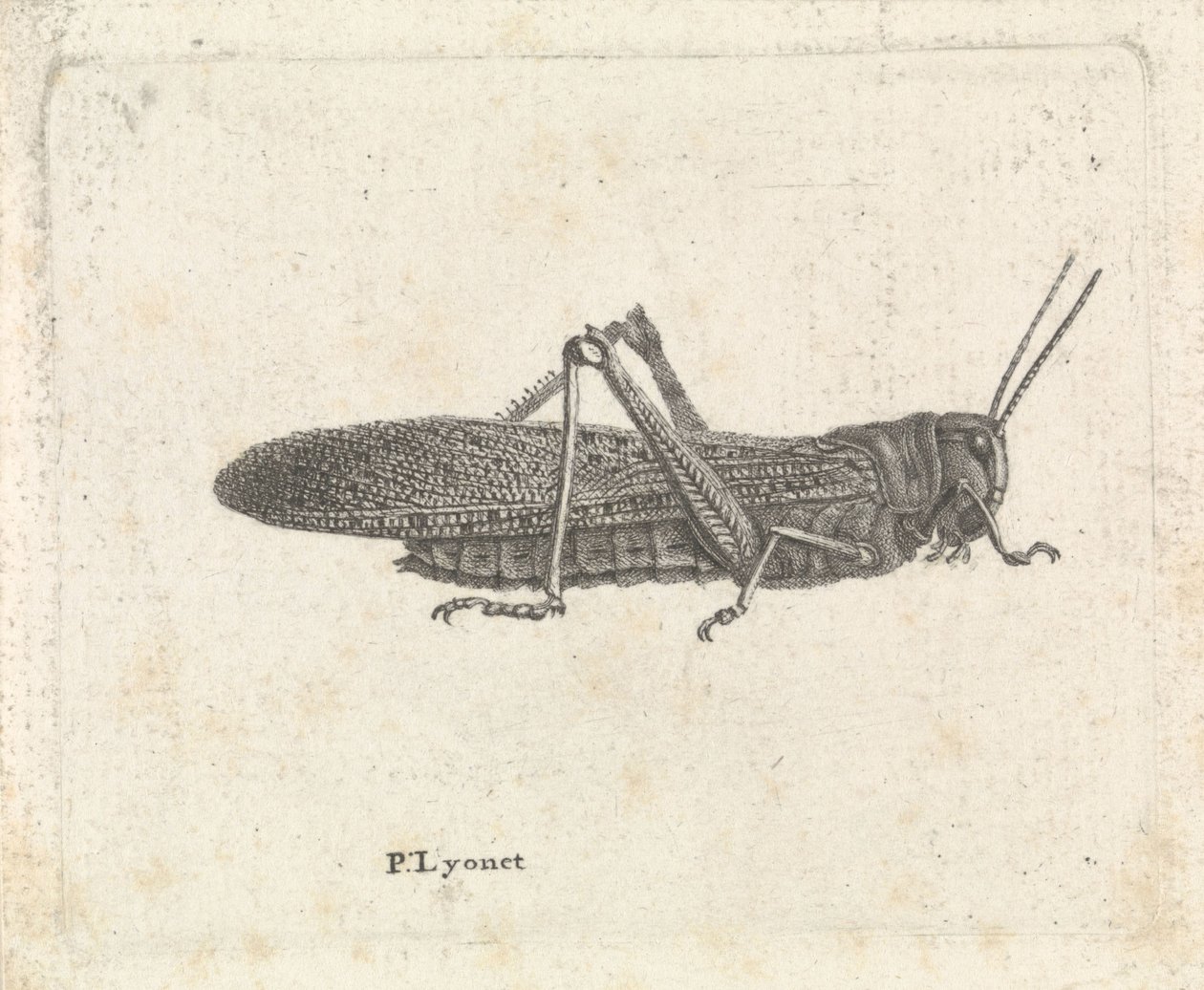Çekirge by Pieter Lyonet