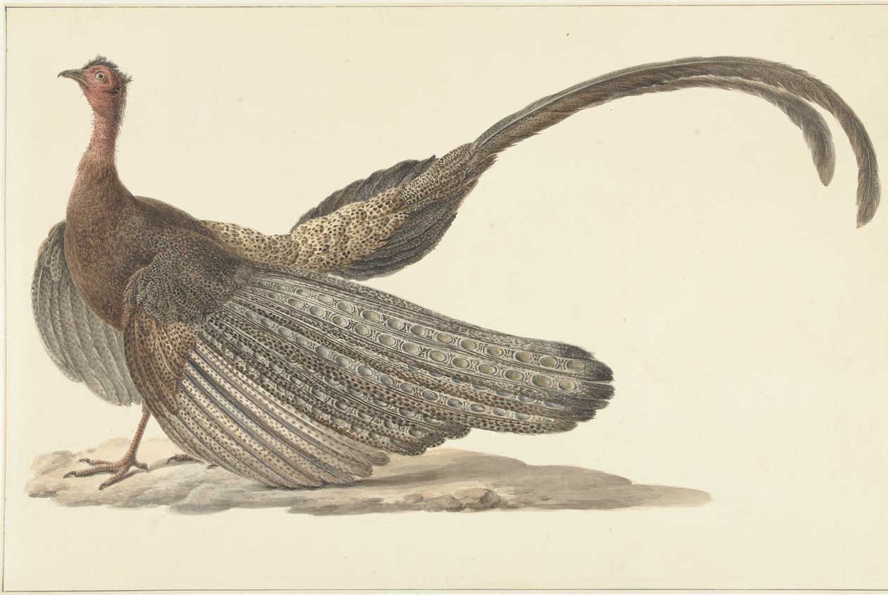 Argus Sülün by Pieter Pietersz. Barbiers