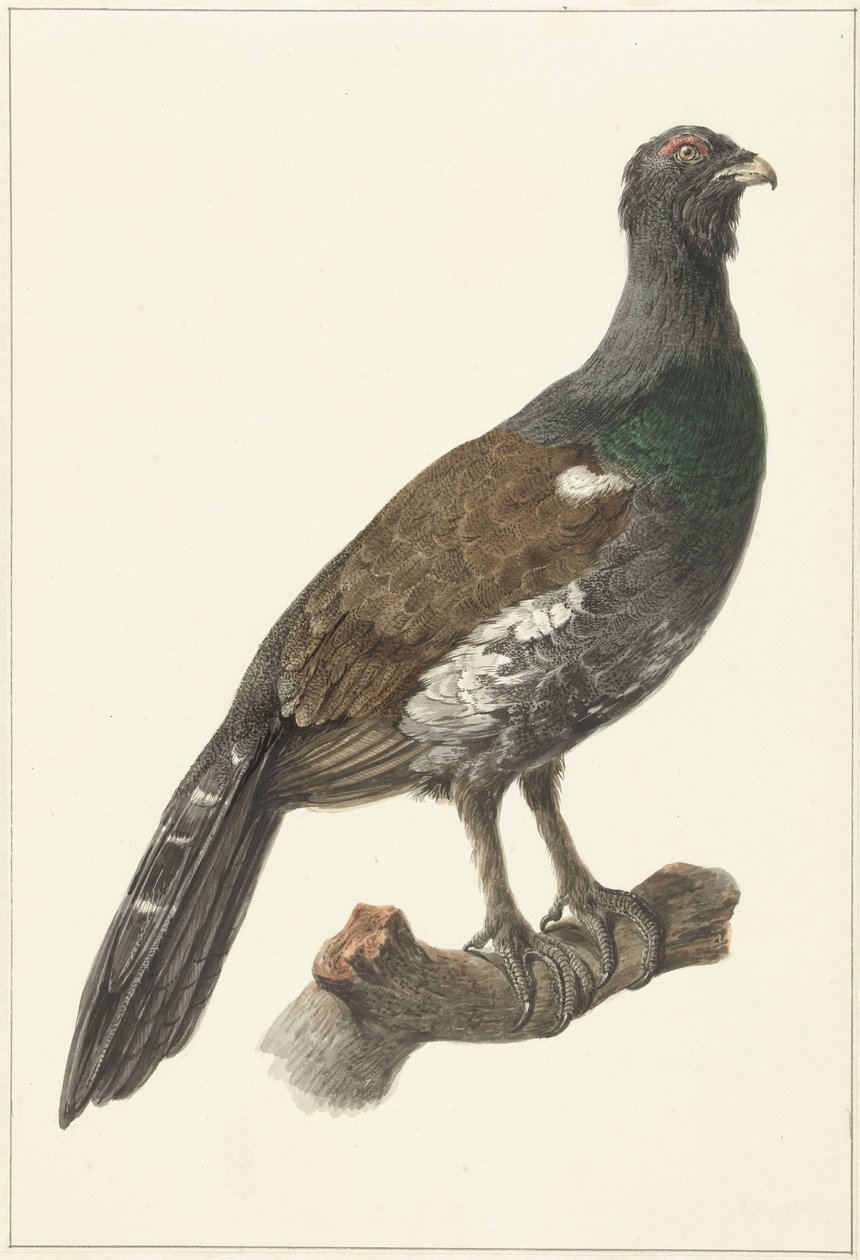 Auerhaan by Pieter Pietersz. Barbiers