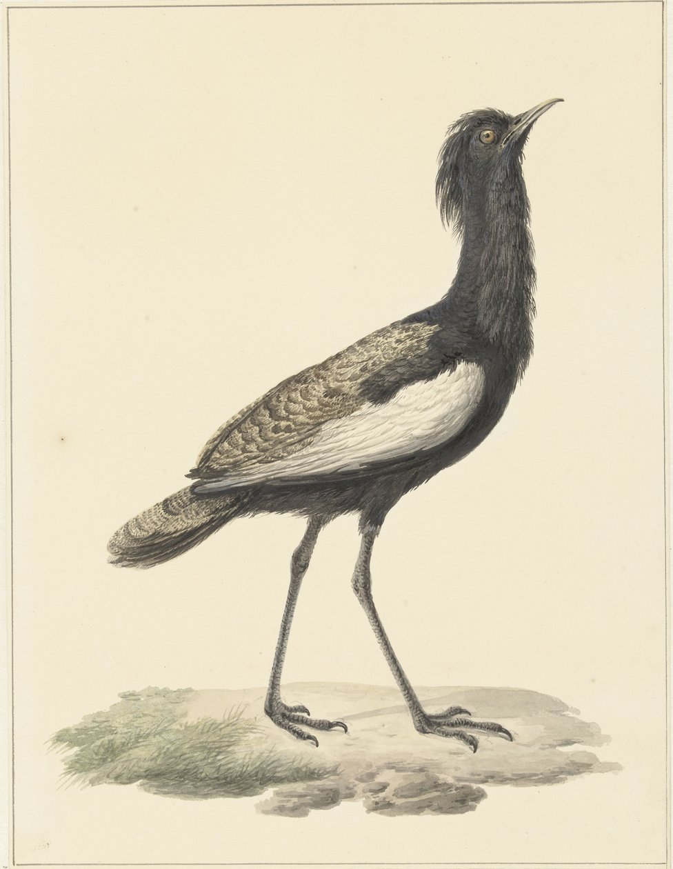 Bardatrap (Eupadatis bengalensis / Haubropsis bengalensis) by Pieter Pietersz. Barbiers