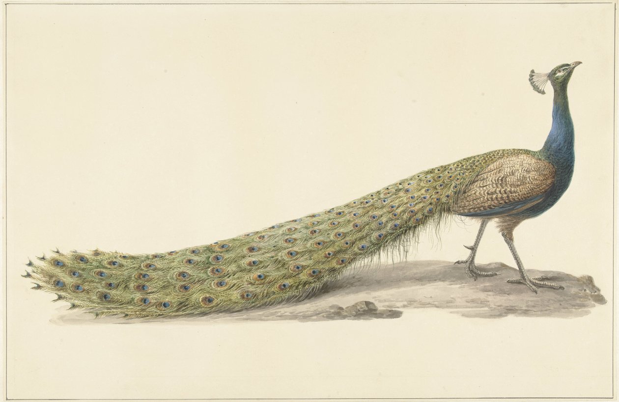 mavi tavus kuşu by Pieter Pietersz. Barbiers