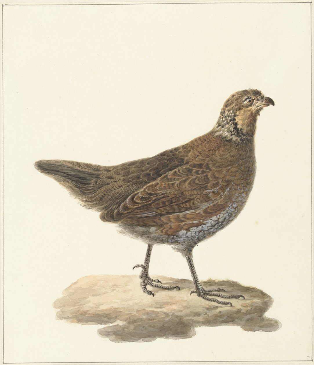 Bobwhite (Colinus virginianus) by Pieter Pietersz. Barbiers