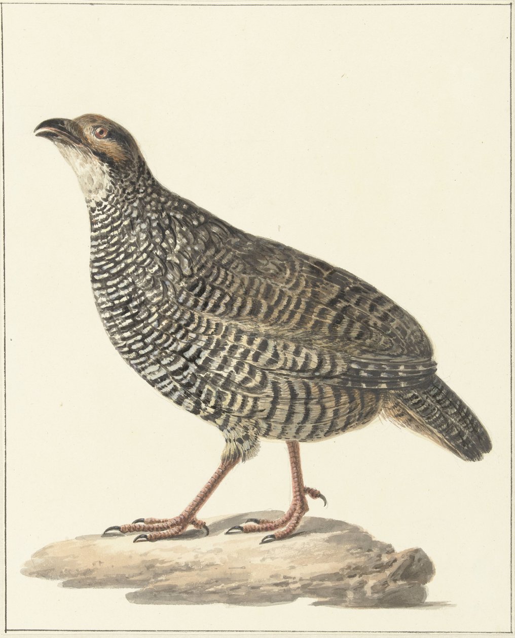 Çin francolin (Excalfactoria chinensis) by Pieter Pietersz. Barbiers