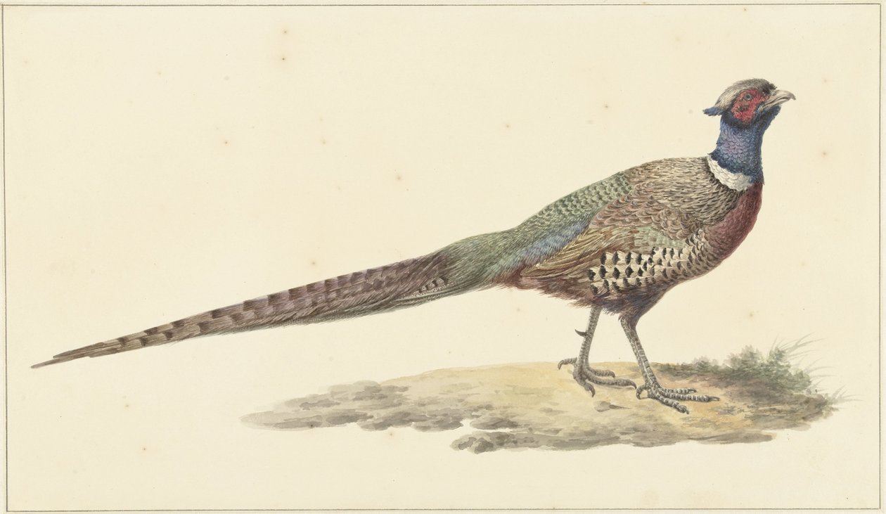 Sülün by Pieter Pietersz. Barbiers