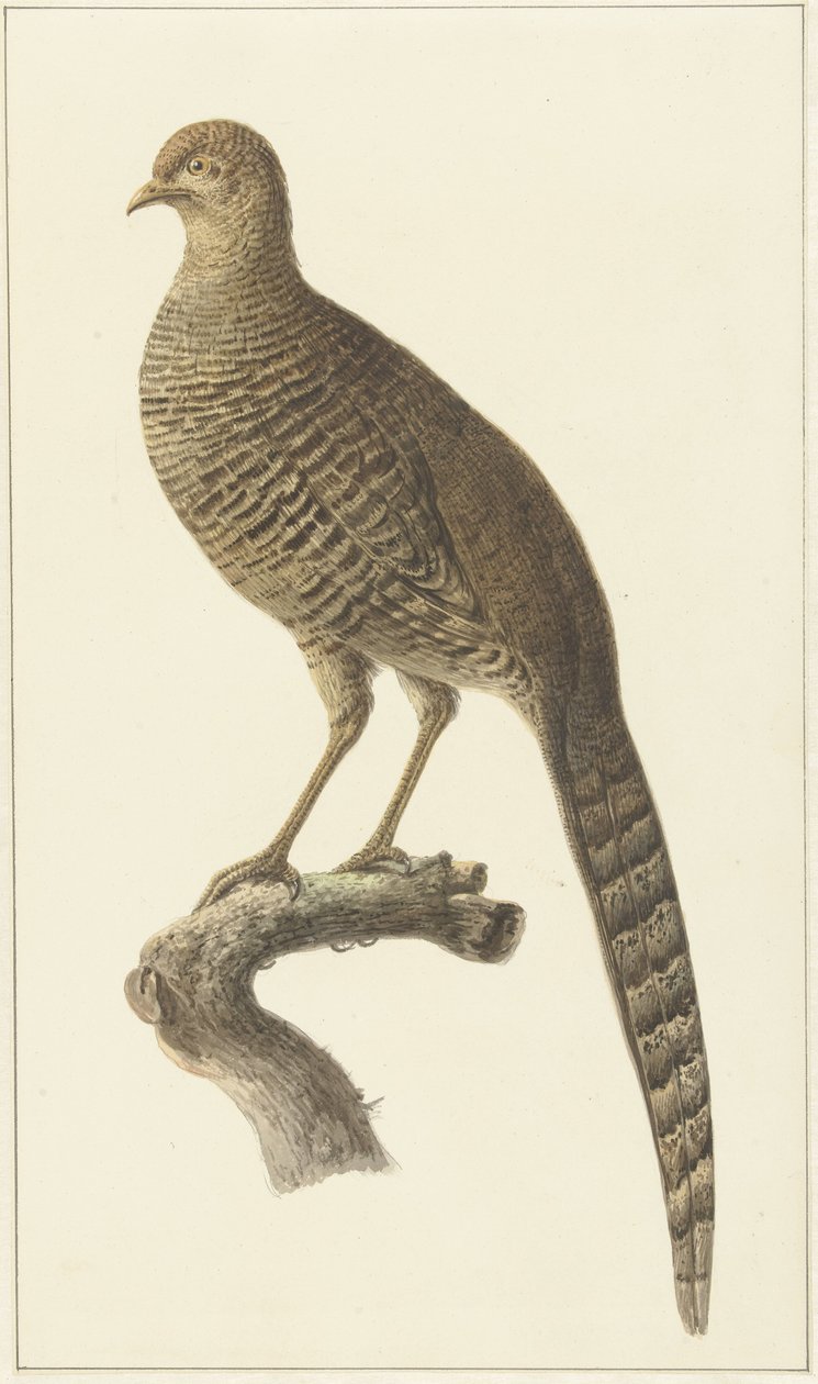 Goudfazant, tavuk by Pieter Pietersz. Barbiers