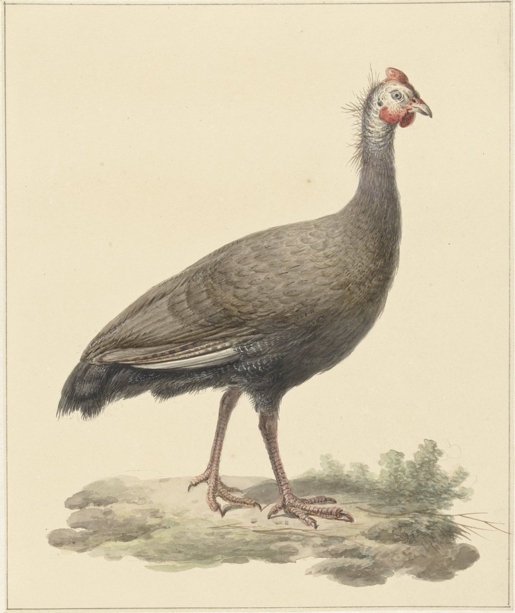 Helmparelhoen by Pieter Pietersz. Barbiers