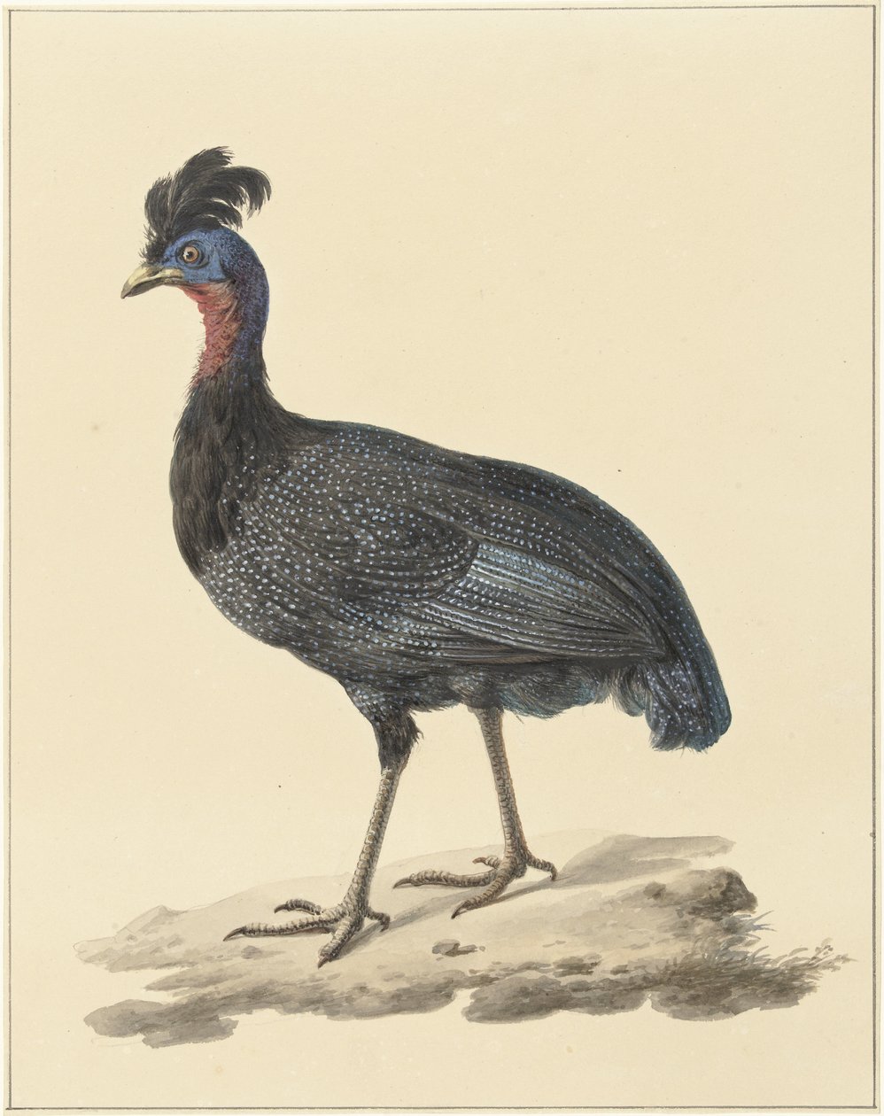 Tepeli beç tavuğu by Pieter Pietersz. Barbiers
