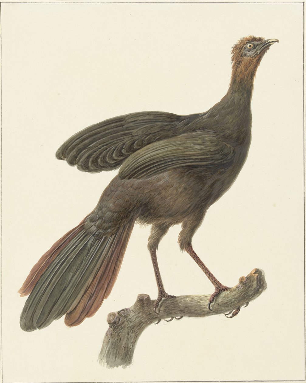 Kuifsjakohoen (Penelope purpurascens) by Pieter Pietersz. Barbiers