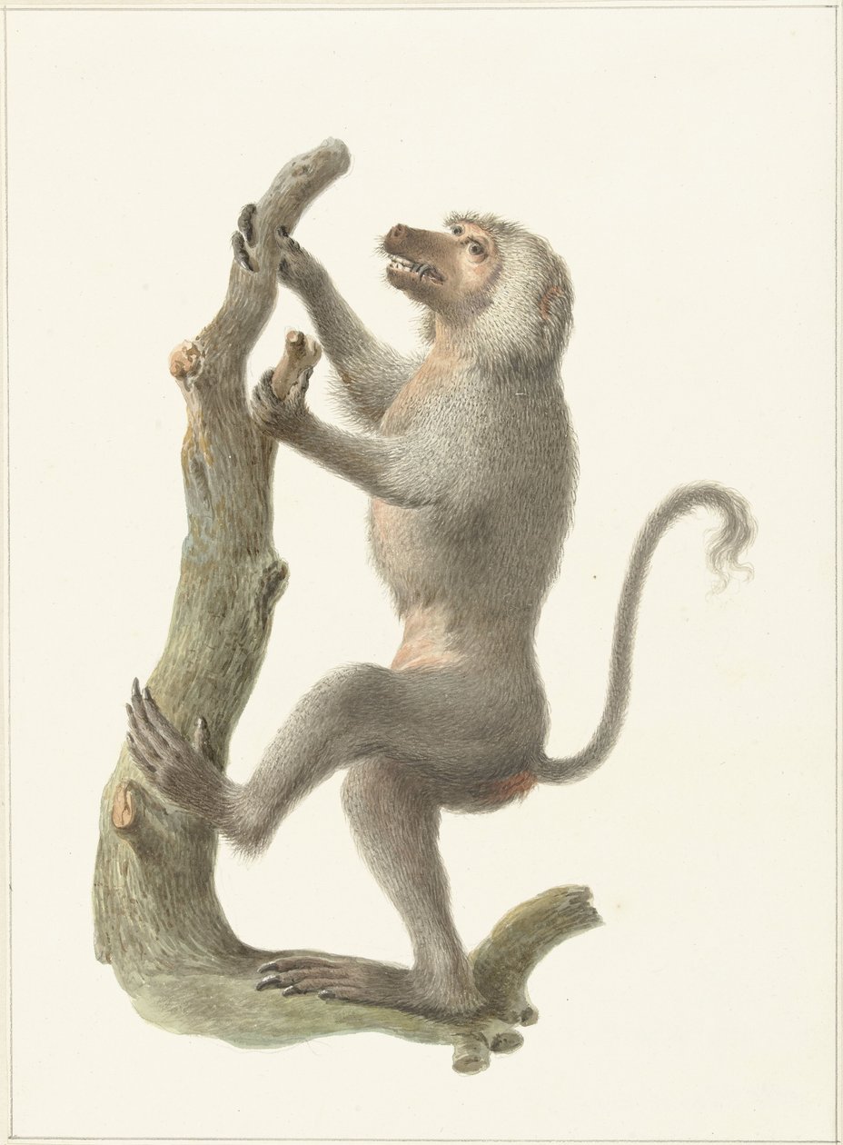 manto babun by Pieter Pietersz. Barbiers