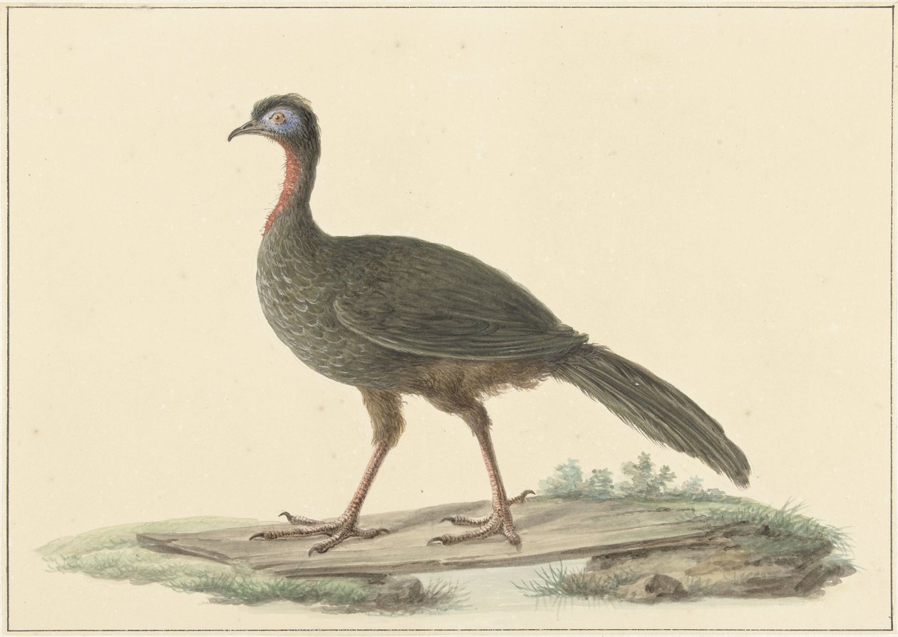 Marailsjakohoen (Penelope marail) by Pieter Pietersz. Barbiers