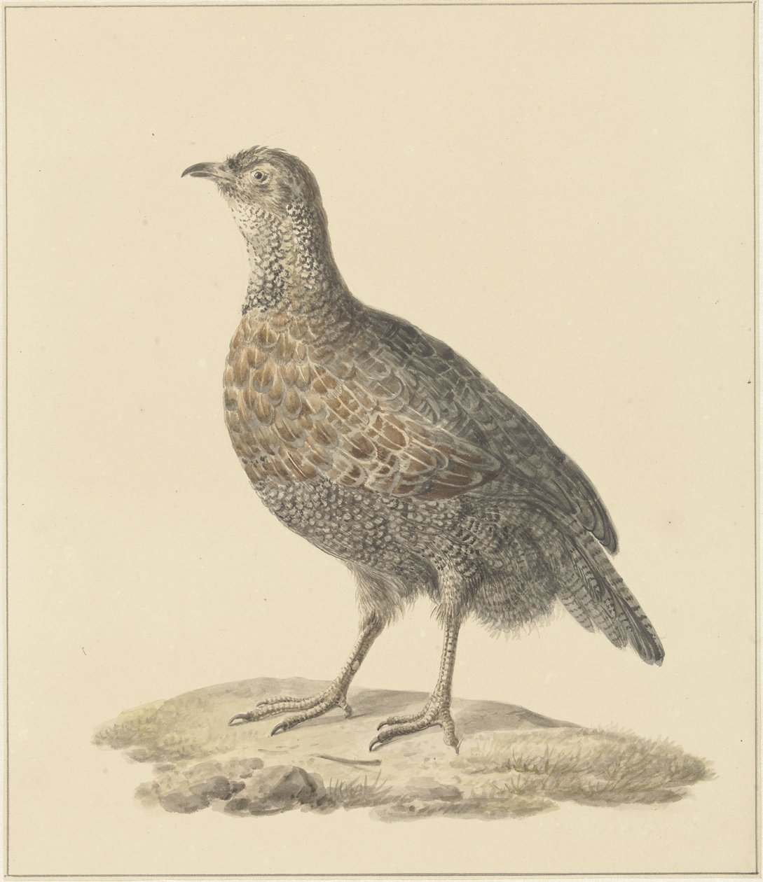keklik (?) by Pieter Pietersz. Barbiers