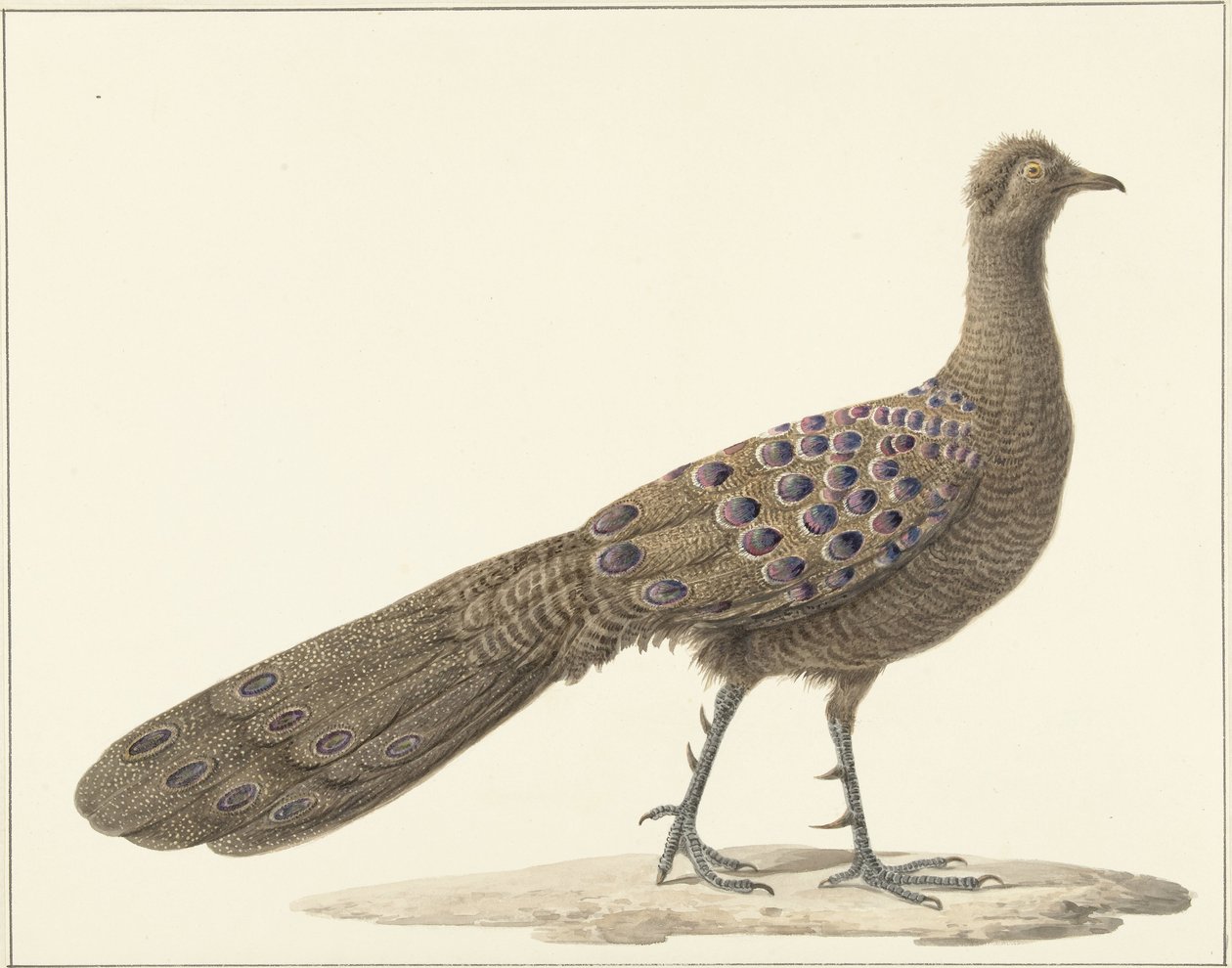 ayna tavus kuşu by Pieter Pietersz. Barbiers