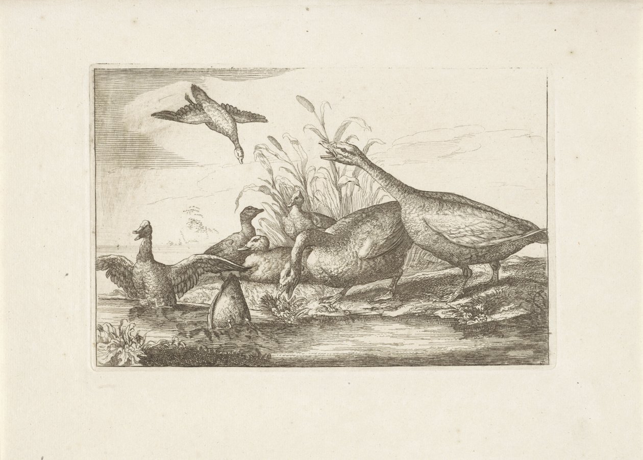 Eenden en ganzen Verschillende vogels (seri başlığı) Farklı kuşların en mükemmel şekilleri (...) (dizi başlığı) by Pieter Schenk (I) (attributed to)