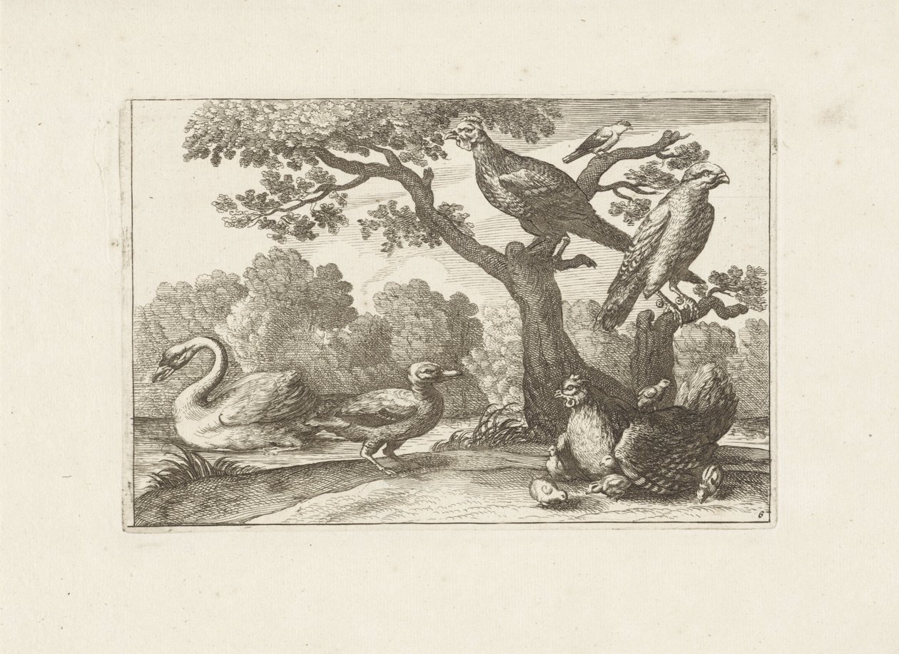 Kip bir araya geldi kuikens en andere vogels Verschillende vogels (seri başlığı) Farklı kuşların en mükemmel şekilleri (...) (dizi başlığı) by Pieter Schenk (I) (attributed to)