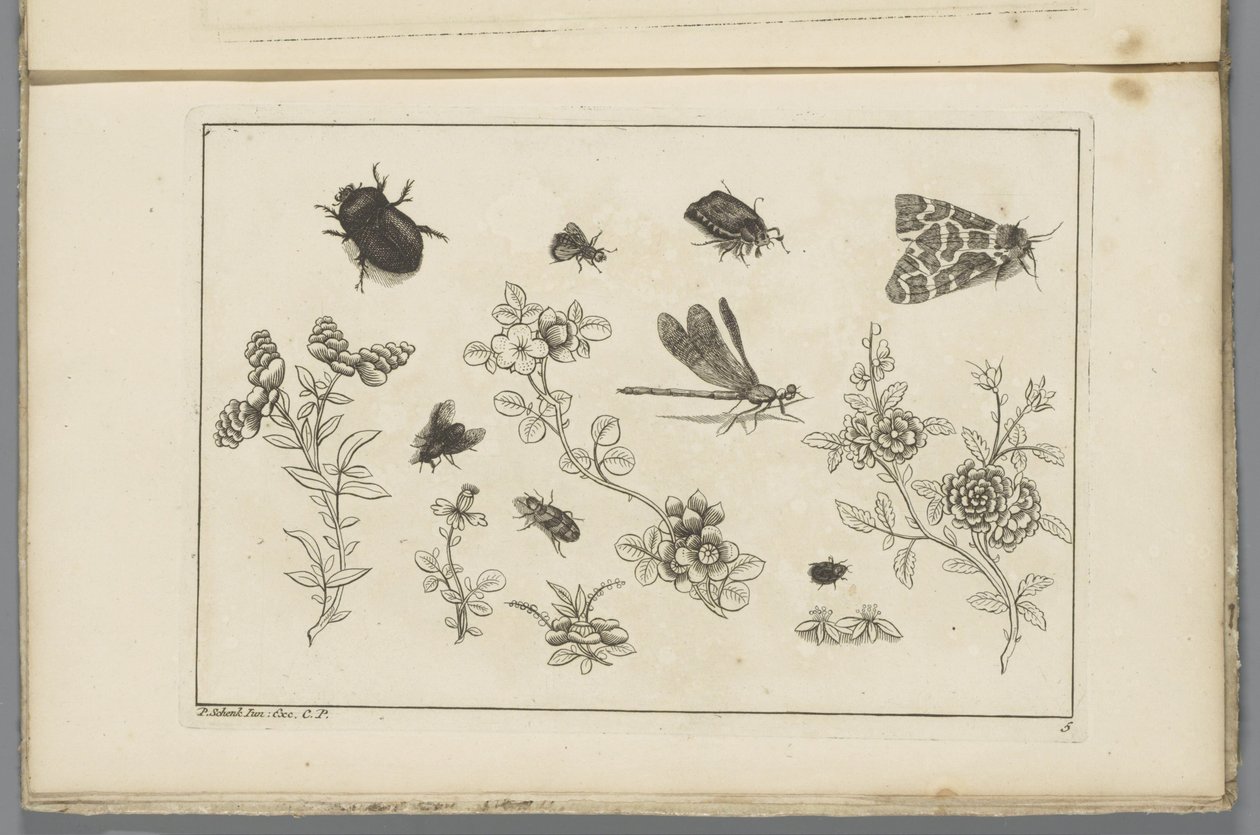 Böcekler Çin çiçekleri ve böcekler ile çiçek dalları (seri başlığı) by Pieter Schenk (II)