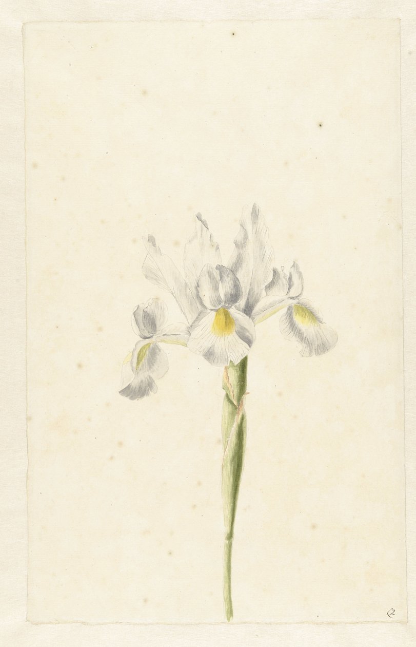 Beyaz İris (İris albicans) by Pieter Withoos (circle of)