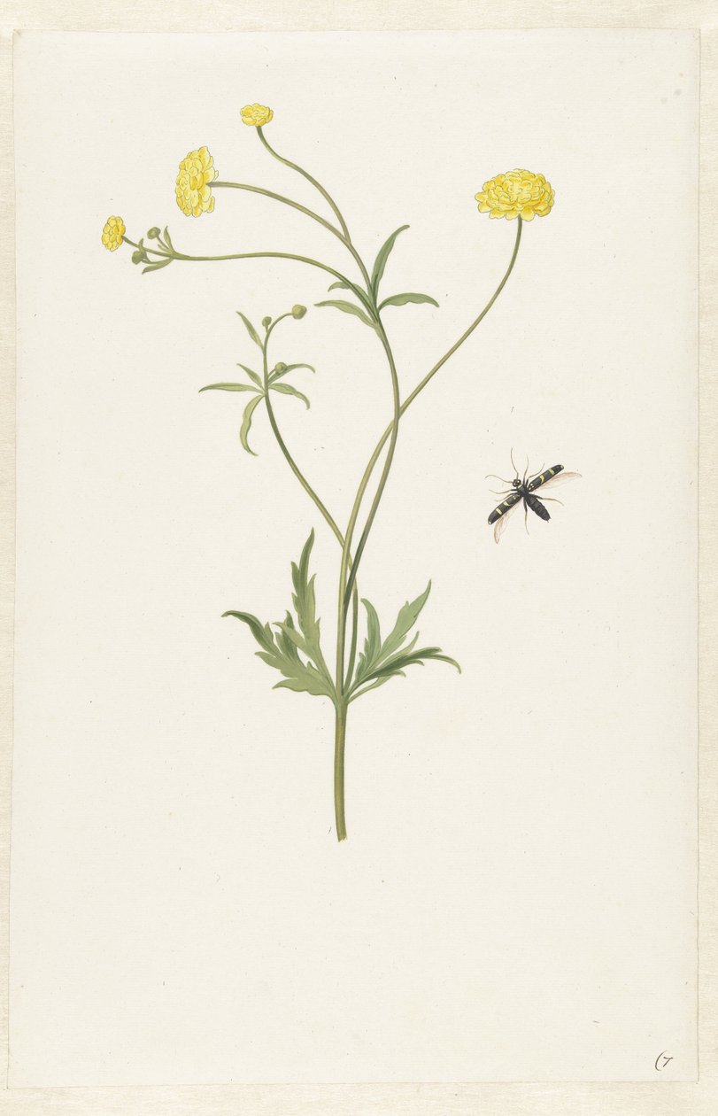 Çift sarı Düğünçiçeği ve böcek by Pieter Withoos (possibly)