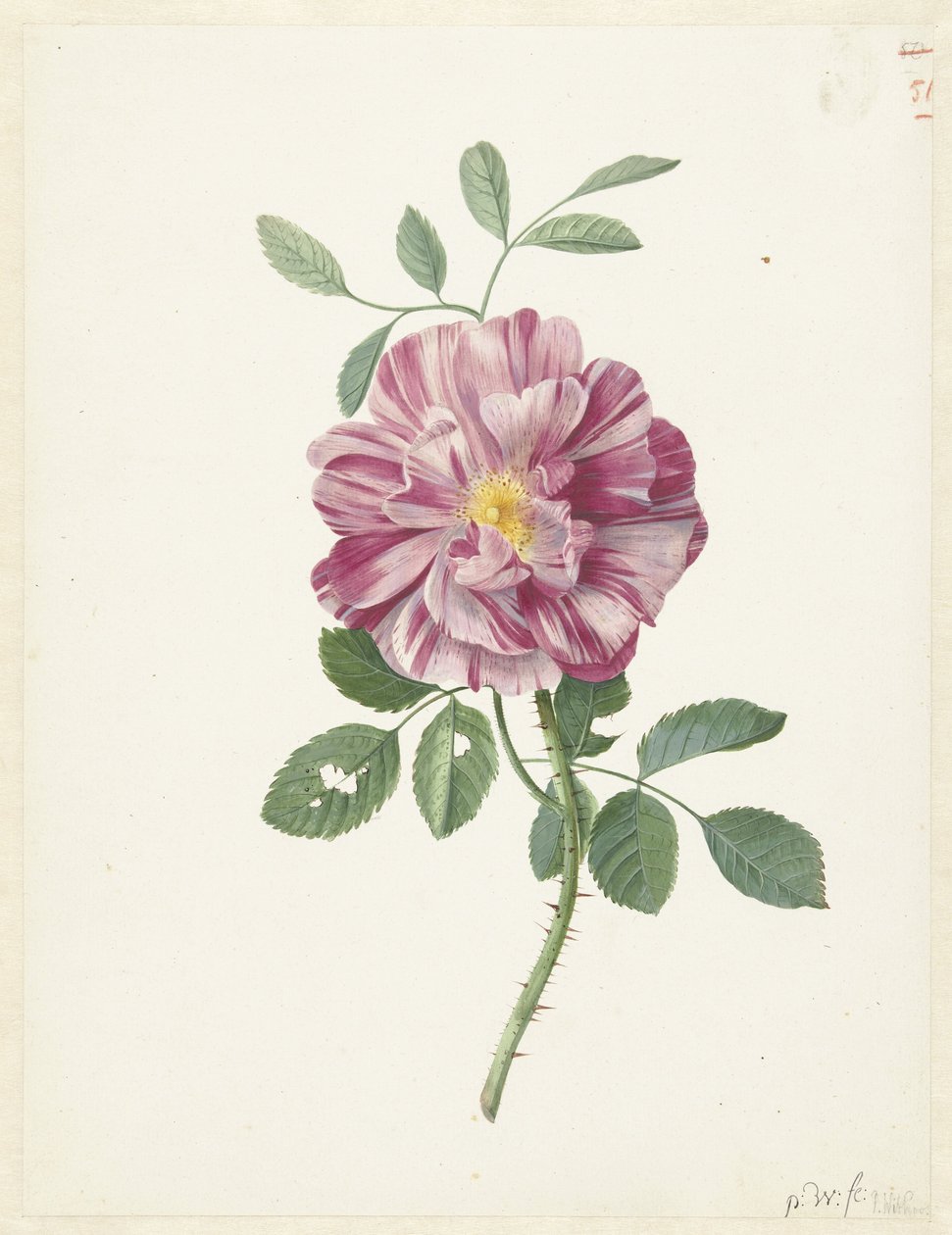 Galya Gülü (Rosa gallica L. 'Versicolor') by Pieter Withoos