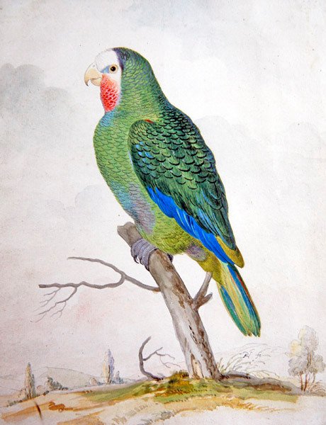 Manzarada Bir Papağan (kalem ve siyah mürekkep üzerine guaj boya) by Pieter the Younger Holsteyn