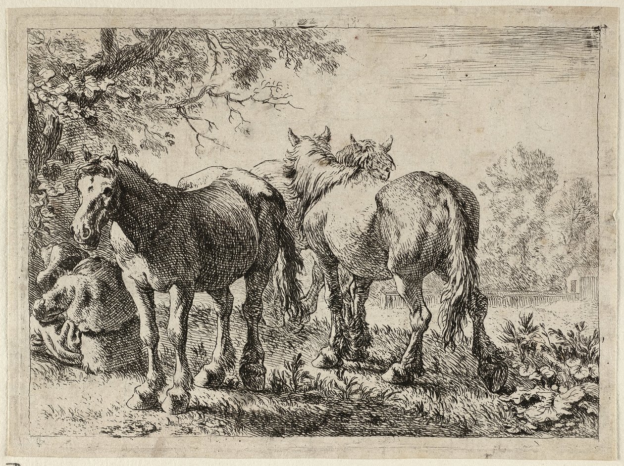  by Pieter van Laer
