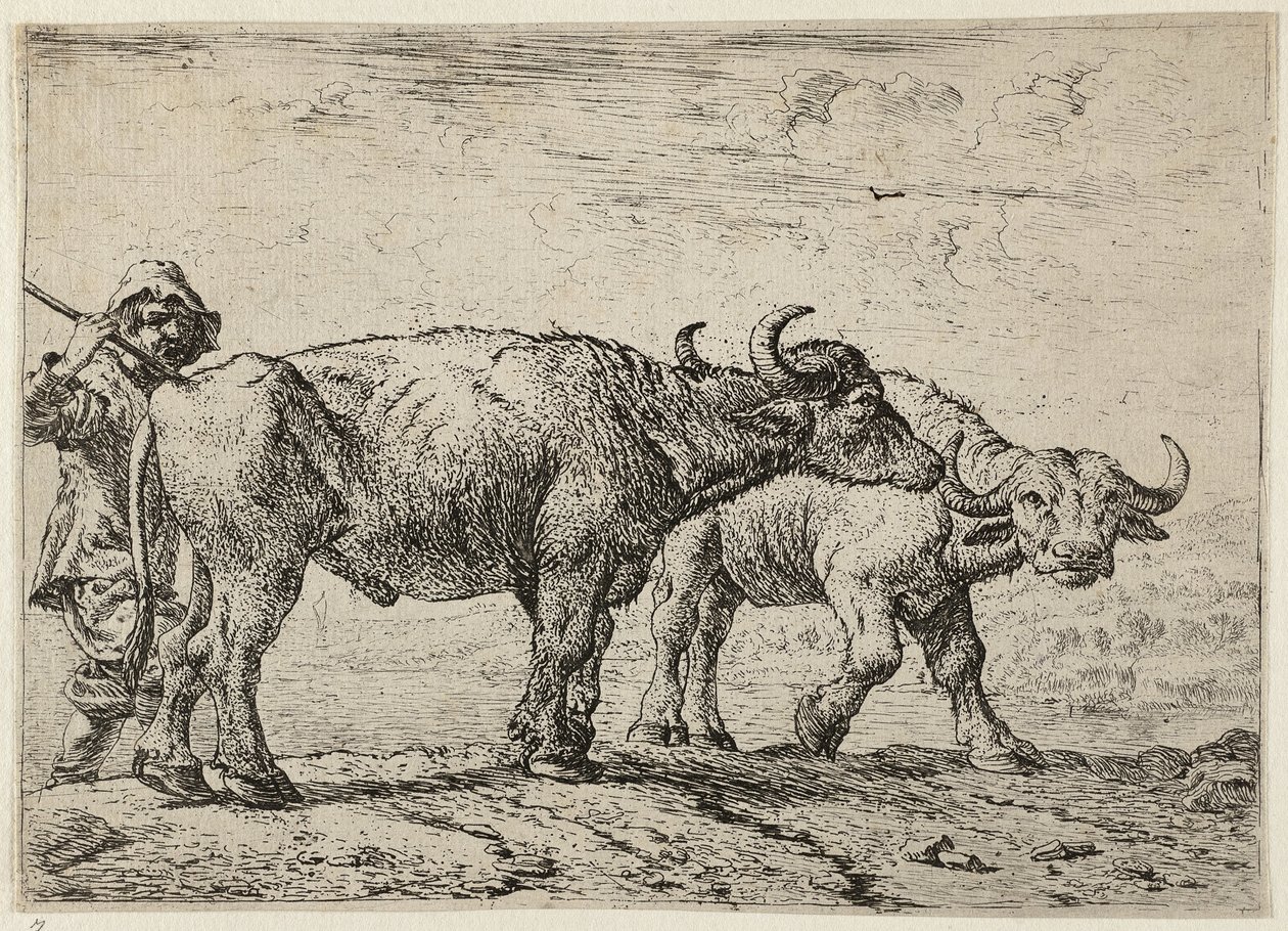  by Pieter van Laer
