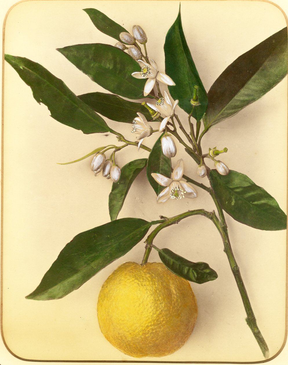 Limon, 1870