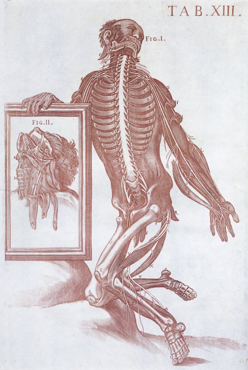 Anatomik figür, 'Anatomical Tabulae'den, Roma, 1788 by Pietro da Cortona