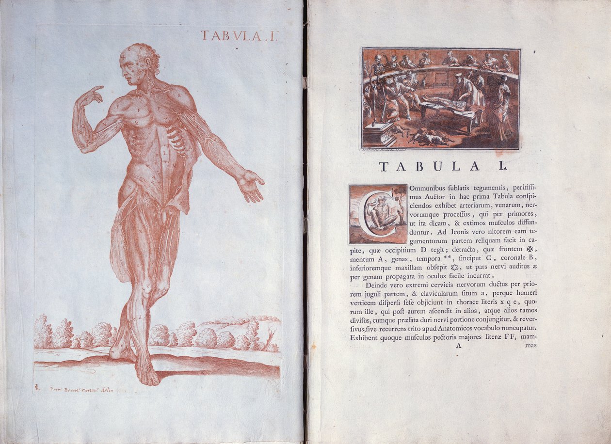 Anatomikæ tablosundan 1 tabak, Roma, 1788 by Pietro da Cortona