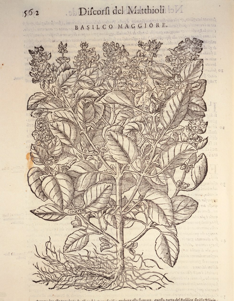 Fesleğen (ocymum basilicum), Pier Andrea Mattioli tarafından gravür by Pietro Andrea Mattioli