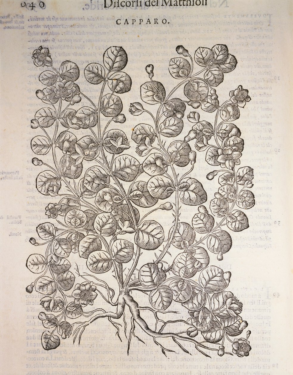 Kapari çalısı (Capparis spinosa), Pier Andrea Mattioli tarafından gravür by Pietro Andrea Mattioli