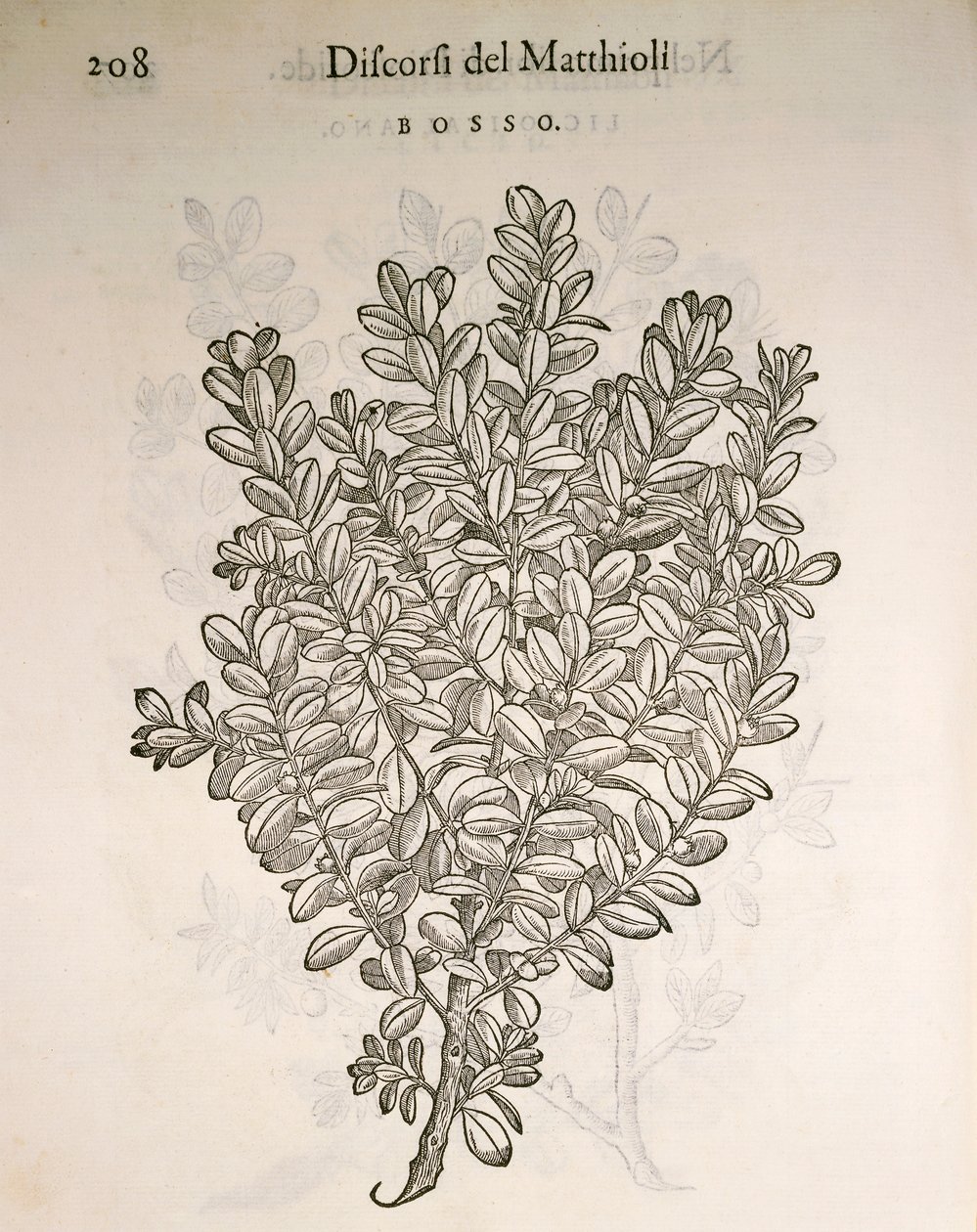 Ortak Kutu veya Şimşir (Buxus sempervirens), gravür Pier Andrea Mattioli by Pietro Andrea Mattioli