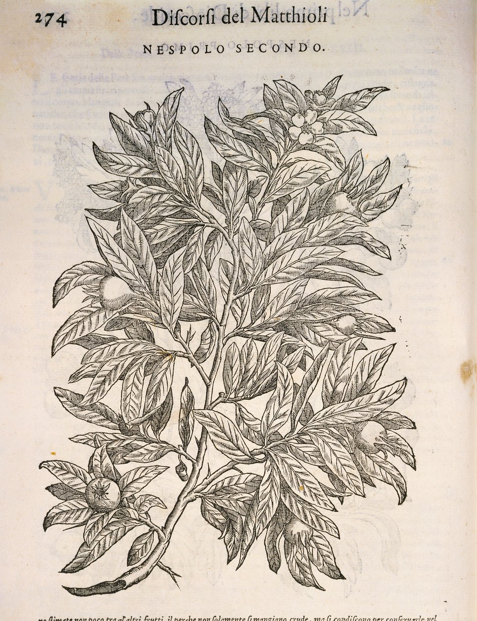 Ortak Medler (MSPilus Germanica), Pierre Andrea tarafından gravür by Pietro Andrea Mattioli