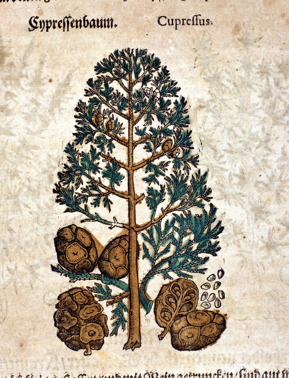 Siber koni. Gravür - Pietro Andrea Mattioli (Matthiole) (1500-1577). Frankfurt by Pietro Andrea Mattioli