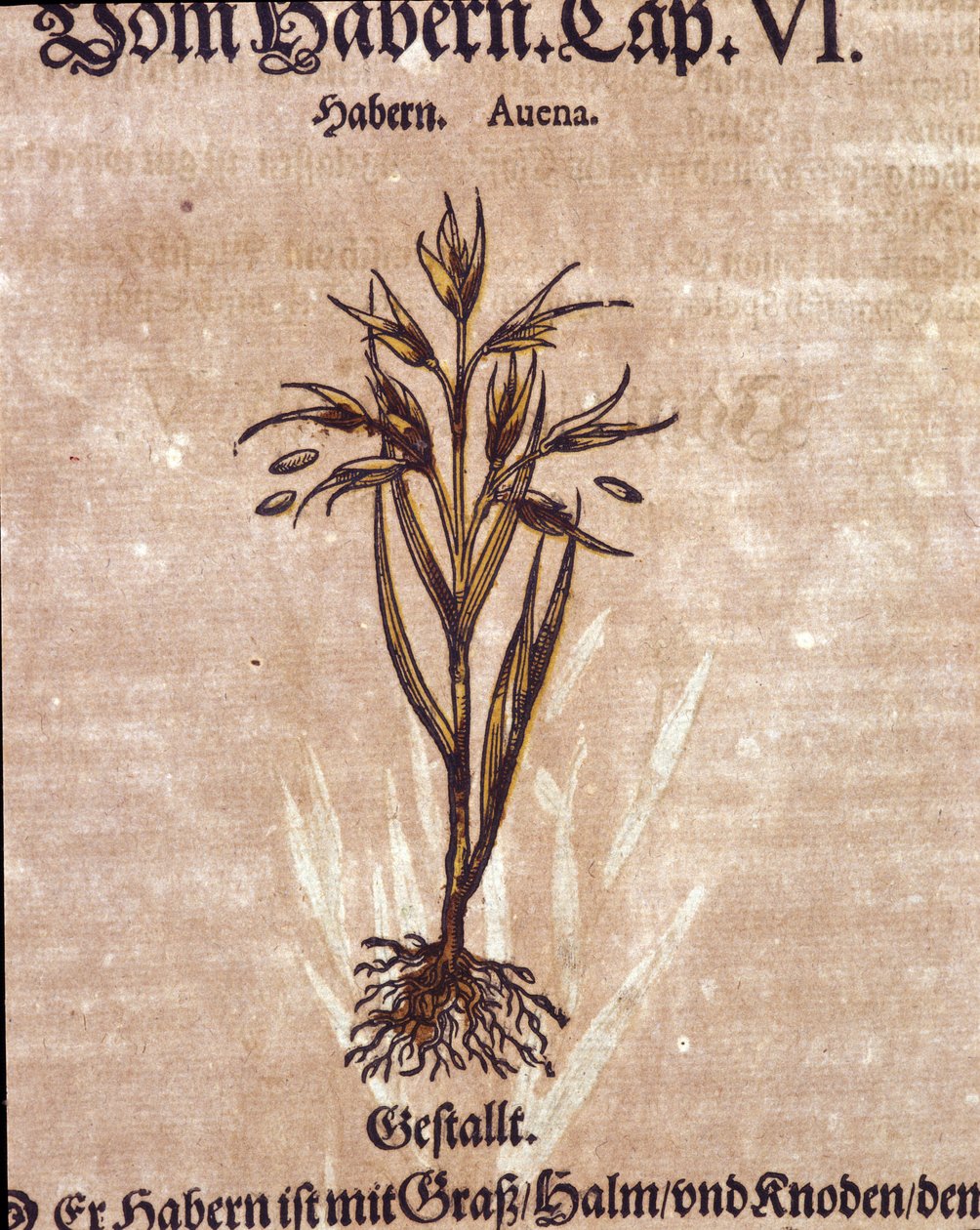 Herbaryum: yulaf. Gravür - Pietro Andrea Mattioli (Matthiole) tarafından “” Kreutterbuch Dess çok bilgili ve tanınmış Bay D. Petri Andreae Matthioli”” içinde by Pietro Andrea Mattioli