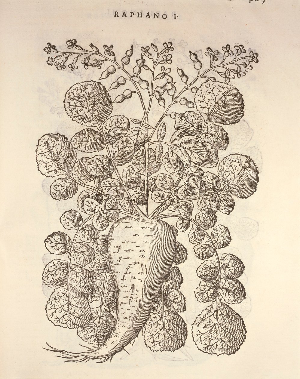 Yaban turpu (Armoracia rusticana), Pier Andrea Mattioli tarafından gravür by Pietro Andrea Mattioli