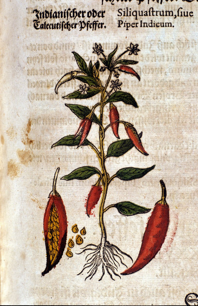 Hint biberi. Gravür - Pietro Andrea Mattioli (Matthiole) (1500-1577). Frankfurt by Pietro Andrea Mattioli