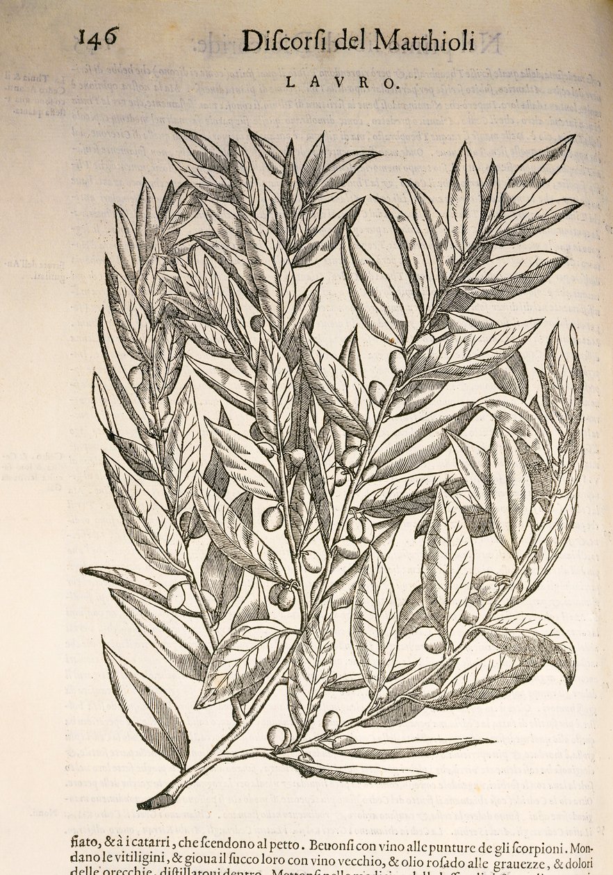 Laurel (Laurus), Pier Andrea Mattioli tarafından gravür by Pietro Andrea Mattioli