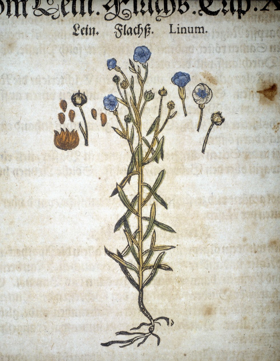 Lin veya Linum - “” Herbaryum Mattioli””de. by Pietro Andrea Mattioli
