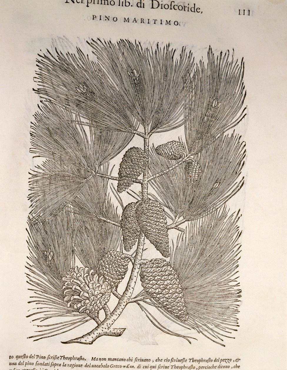 Deniz Çamı (Pinus pinaster), Pier Andrea Mattioli tarafından gravür by Pietro Andrea Mattioli